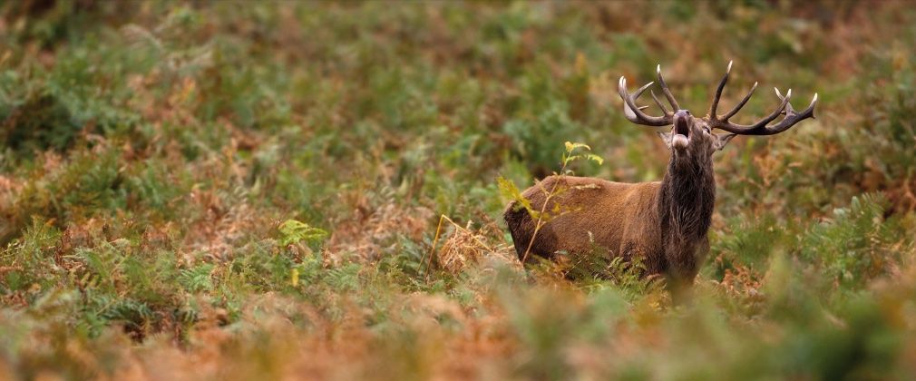 Photo d'un cert bramant dans les bois